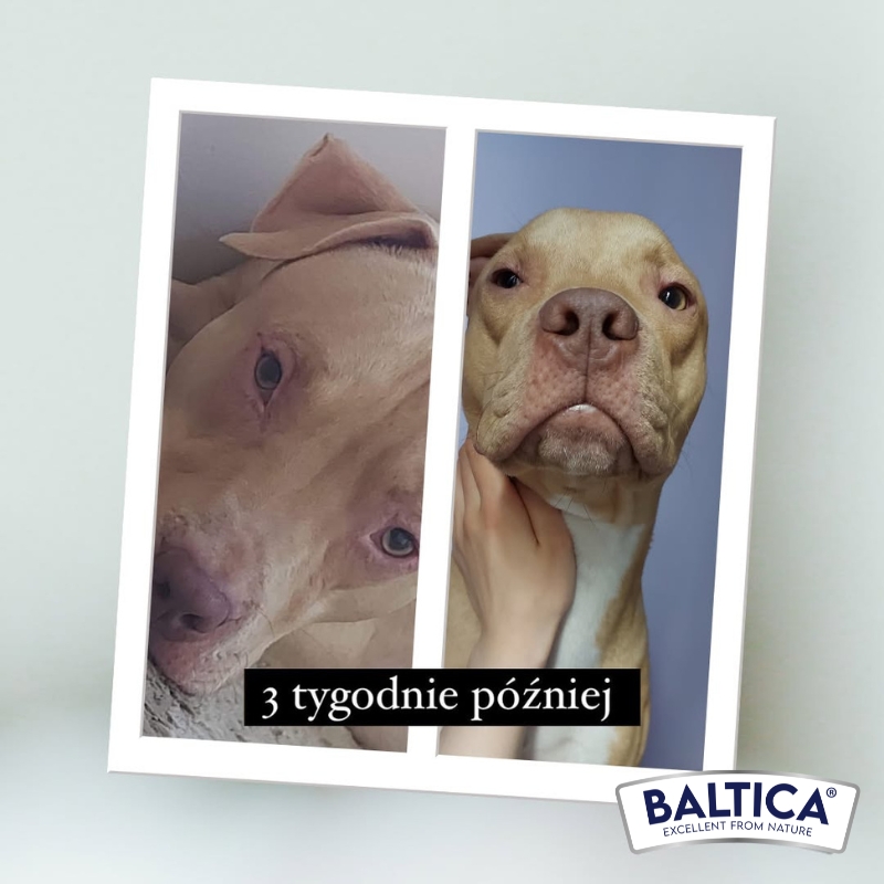 Pitbull Ramzes